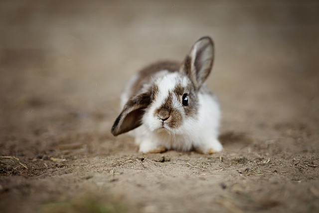rabbit-4890861_640.jpg