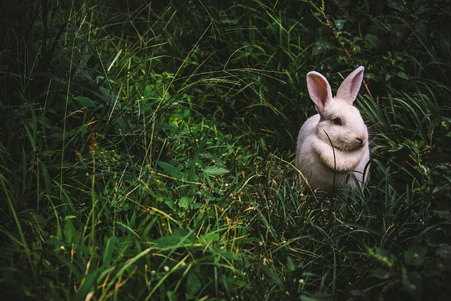 bunny-1845263_640.jpg