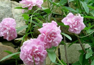​缠枝牡丹怎么养：栽植前在栽植地施腐熟的农家肥