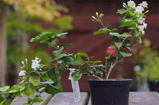 盆栽茉莉修剪视频教程，4个技巧教你如何修剪茉莉(图5)