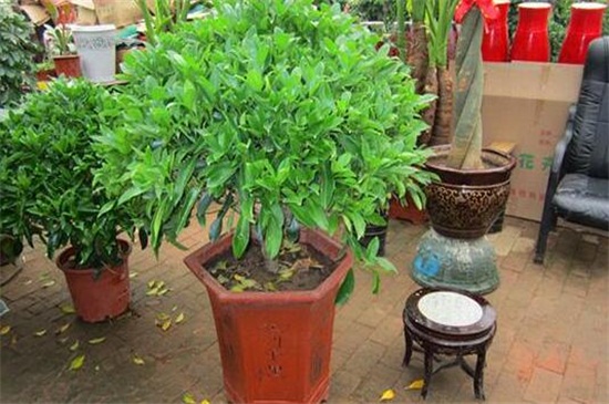 盆栽茉莉修剪视频教程，4个技巧教你如何修剪茉莉(图7)