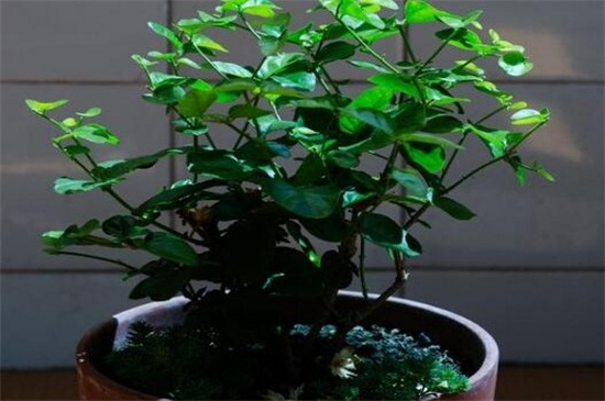 盆栽茉莉修剪视频教程，4个技巧教你如何修剪茉莉(图2)