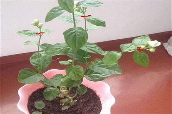 盆栽茉莉修剪视频教程，4个技巧教你如何修剪茉莉(图3)