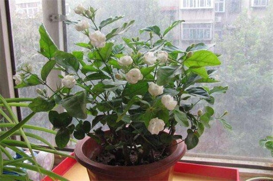 盆栽茉莉修剪视频教程，4个技巧教你如何修剪茉莉(图6)