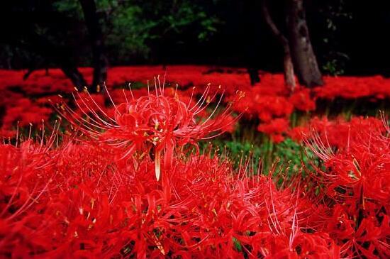 彼岸花的真正故事，花与叶生生世世永不相见（图）(图5)