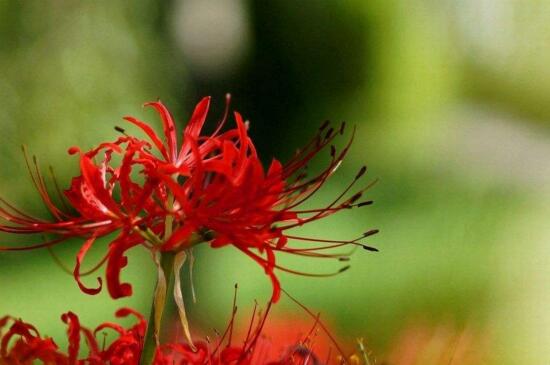 彼岸花的真正故事，花与叶生生世世永不相见（图）(图4)