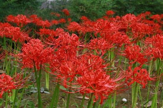 彼岸花的真正故事，花与叶生生世世永不相见（图）(图7)