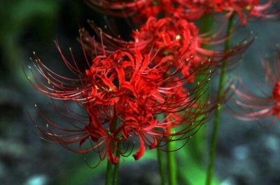 ​彼岸花的真正故事，花与叶生生世世永不相见（图）