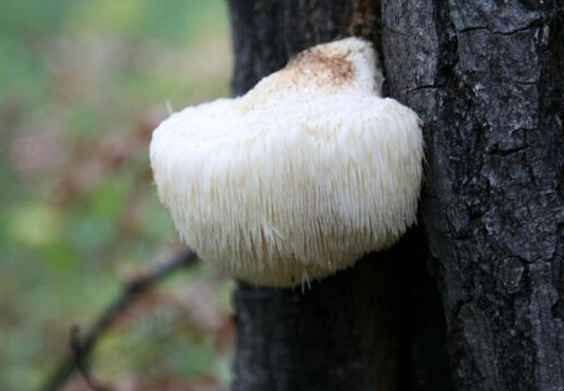 猴头菇怎么吃(图3)