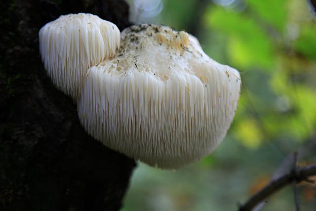 猴头菇怎么吃(图1)