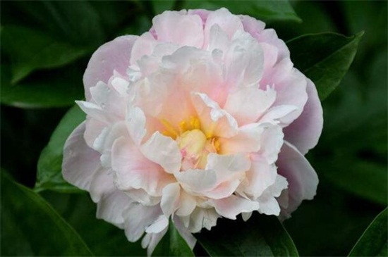 春天有什么花开，论述10种最美花卉(图8)