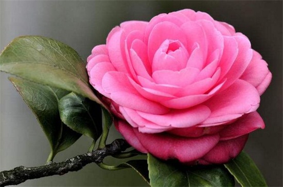 春天有什么花开，论述10种最美花卉(图7)