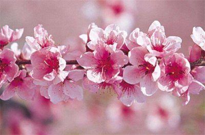 ​春天有什么花开，论述10种最美花卉