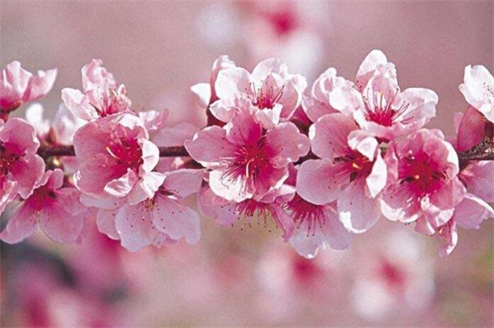 春天有什么花开，论述10种最美花卉(图1)