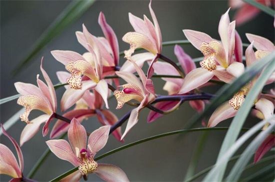 冬天开什么花，盘点10种较耐寒花卉(图5)