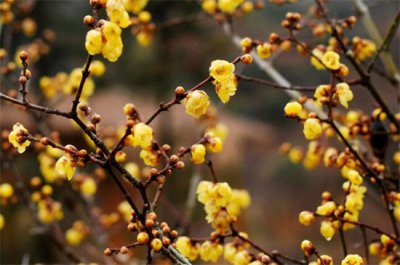 ​冬天开什么花，盘点10种较耐寒花卉