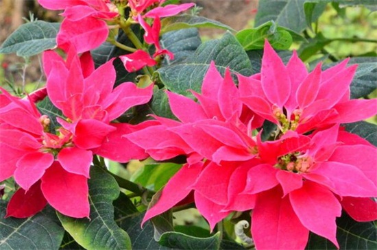 冬天开什么花，盘点10种较耐寒花卉(图3)