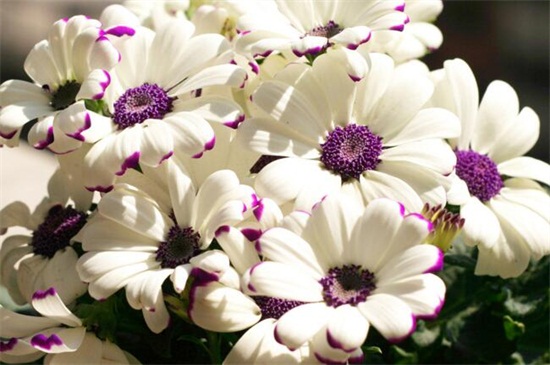 冬天开什么花，盘点10种较耐寒花卉(图6)