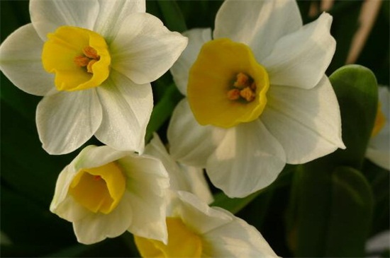 冬天开什么花，盘点10种较耐寒花卉(图8)