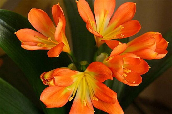 冬天开什么花，盘点10种较耐寒花卉(图9)