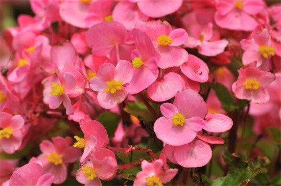 冬天开什么花，盘点10种较耐寒花卉(图10)