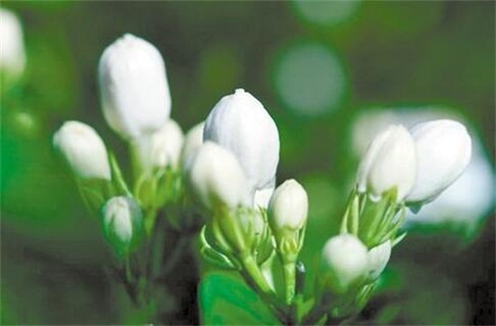 茉莉花怎么养开花多，五个小技巧让你的茉莉花爆盆(图6)