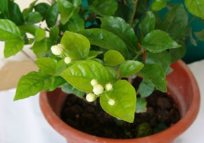 ​怎样养殖茉莉花：大水、大肥、高温爆晒