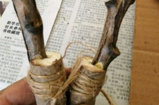 牡丹种子春天能种吗，能种但当年很难发芽(秋播为宜)(图8)