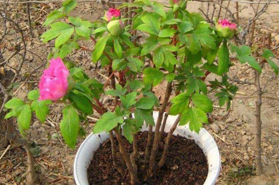 牡丹种子春天能种吗，能种但当年很难发芽(秋播为宜)(图2)