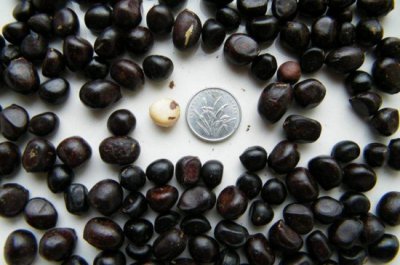 ​牡丹种子春天能种吗，能种但当年很难发芽(秋播为宜)