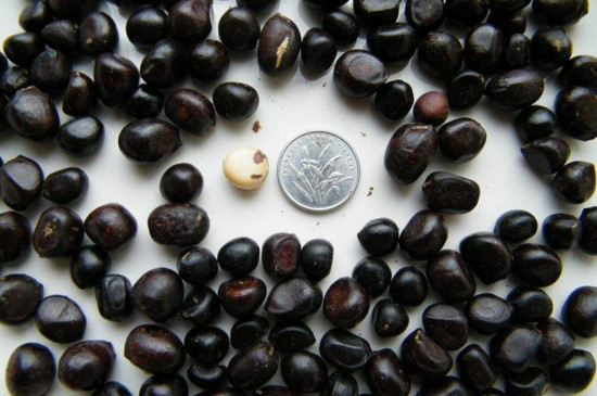 牡丹种子春天能种吗，能种但当年很难发芽(秋播为宜)(图1)