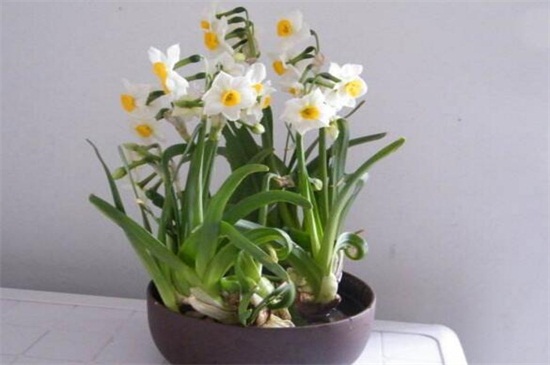 适合冬天养的耐寒植物有哪些，仙人掌可耐0℃低温(图3)