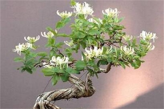 适合冬天养的耐寒植物有哪些，仙人掌可耐0℃低温(图6)