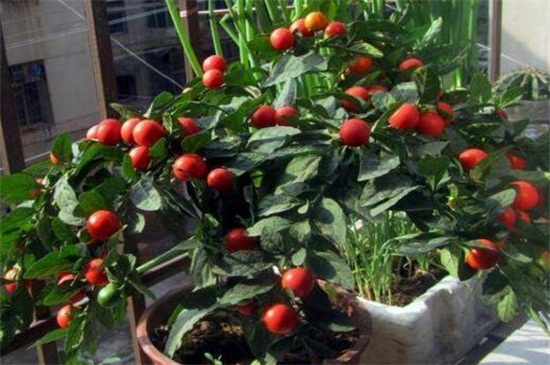 适合冬天养的耐寒植物有哪些，仙人掌可耐0℃低温(图4)
