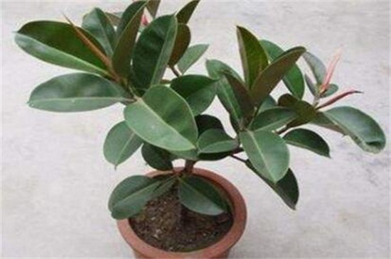 适合冬天养的耐寒植物有哪些，仙人掌可耐0℃低温(图5)