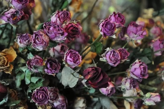 哪些花可以做干花，干花的制作方法(图5)