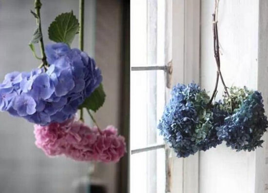 哪些花可以做干花，干花的制作方法(图2)