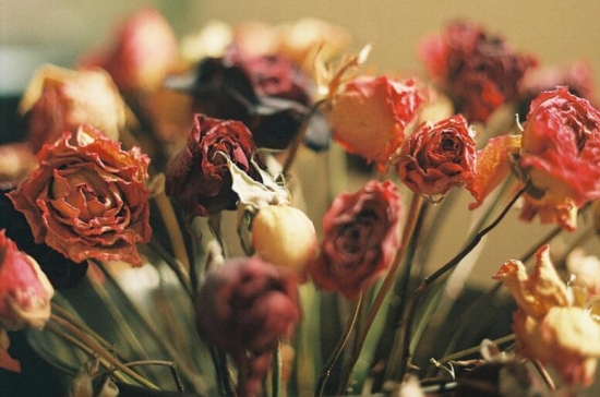 哪些花可以做干花，干花的制作方法(图1)