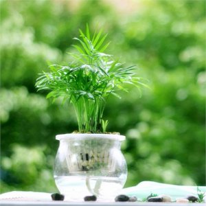 ​水培植物的越冬技巧：光照适宜，清洁增温