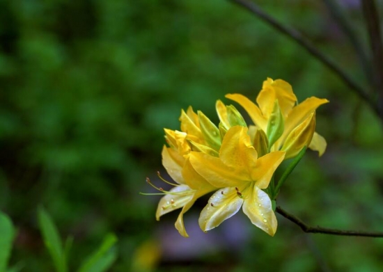 室内不适合养什么花草植物，室内养花禁忌(图2)
