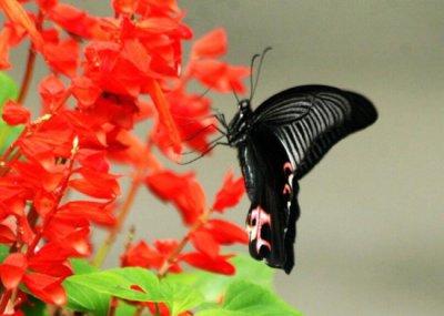 ​室内不适合养什么花草植物，室内养花禁忌