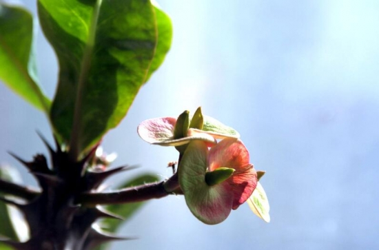 室内不适合养什么花草植物，室内养花禁忌(图5)