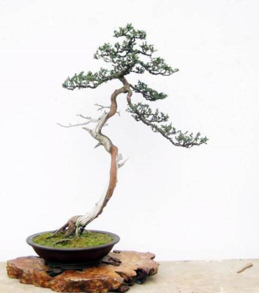 室内不适合养什么花草植物，室内养花禁忌(图4)