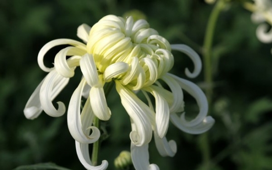 冬天怎么养护和修剪菊花：留根存芽，修剪别留手(图2)
