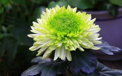 ​冬天怎么养护和修剪菊花：留根存芽，修剪别留手