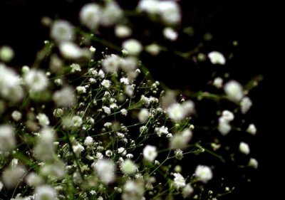​满天星的花语是什么，满天星适合送什么人（图）