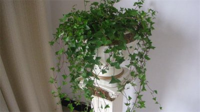 ​冬天不落叶的爬藤植物