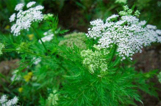 冬天不落叶的爬藤植物(图2)