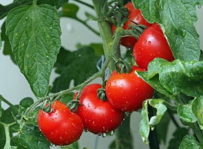 ​西红柿种植技术与管理