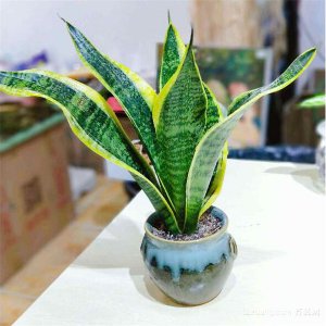 ​虎皮兰怎么养